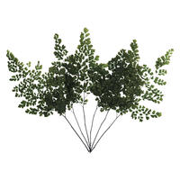 6-10" Oasis Grn Adianthum Fern Pet 6Pc