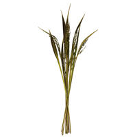 Vickerman 36" Bahia Spears with Seeds, Dried 9 Pack