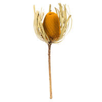 Vickerman 12" Natural Jumbo Banksia Flower with Stem