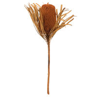 Vickerman 12" Banksia Flower with Dyed Foliage, Dried
