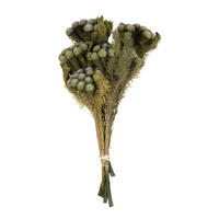 Vickerman Brunia Stem Bundle, Preserved