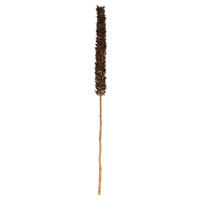 Vickerman Cierus Stem, Dried