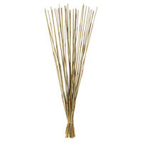 Vickerman 40" Elephant Reed, Dried