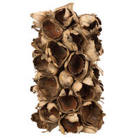 Vickerman Giant Seed Pod Segment, Dried