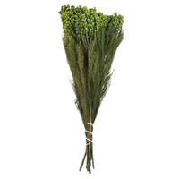 12-15" Green Lanuginosa 5-6oz Bundle