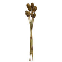 Vickerman Platy Cone attached to a Reed Stem, Dried