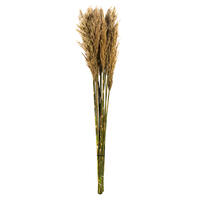 Vickerman 36"-40" Plume Reed Bundle, Preserved