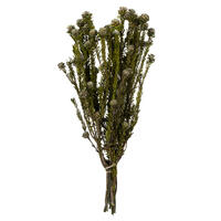 Vickerman 12" Tortum Bundle, Preserved