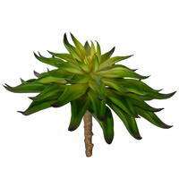 5“ Green Echeveria Agavoides UV Pick 2/B
