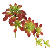 7" Atropurpureum-Burgundy/Green 3/pk 