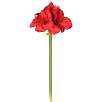 28" Red Single Amaryllis 3/pk