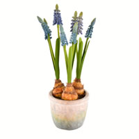 Vickerman 10" Artificial Hyacinths in Container