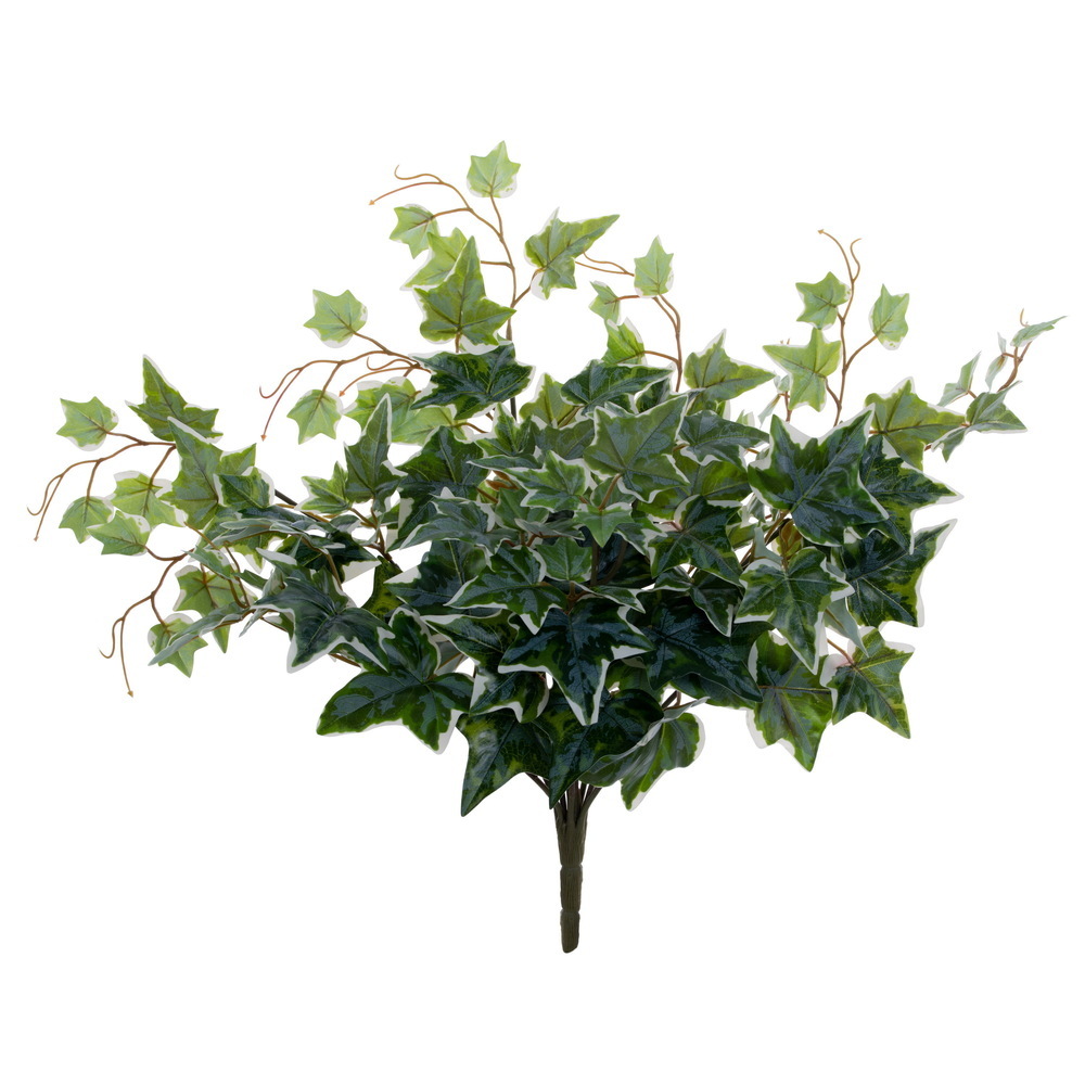 Green White Ivy