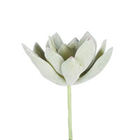 4" Frosted Echeveria Pick 6/pk