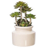 11" Green Succulent in Round Ceramic Pot