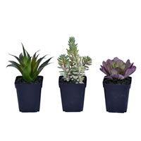 7" Green Potted Succulent 3/pk