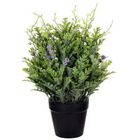 11" Green Senecio Cineraria, Potted