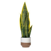 20.5" Green/Yellow Snake Plant Ceramic