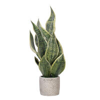18" Green Snake Plant in Cement Pot