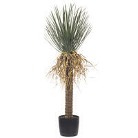 Vickerman Green Nolina Plant in Pot