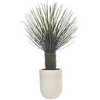 48" Green Nolina Palm Potted UV