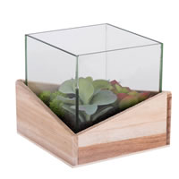 6Lx6Wx6H" Asst Succulents in Glass Wood
