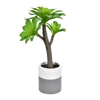 15" Green Potted Succulent