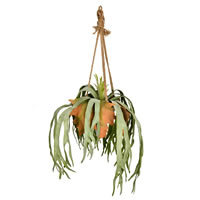 22"  Staghorn Fern in Hnging Ceramic Pot