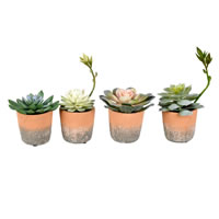 7" Green Succulents in Pot St/4 Asst 