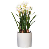 16.5" White Daffodil in Ceramic Pot