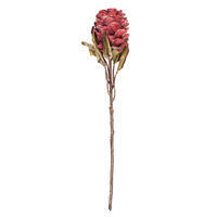 Vickerman 22"  Dried Ginger Stem, 3 per bag