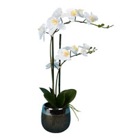 23" White Phalaenopsis in Metal Pot RT