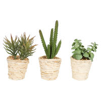 5" Potted Succulent Asst Set/3