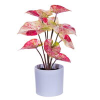 Vickerman 11.5" Artificial Variegated Leaves in Pot, 2 per bag