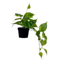 20" Green Potted Pothos Plant