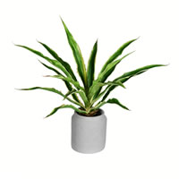 23" Potted Yucca Plant
