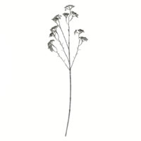 25" Brown/White Patrinia Spray 6/Pk