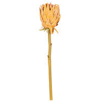 Vickerman 25" Protea Stem 2/Bag