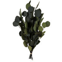 Vickerman Natural Botanicals 18-20" x 8" Eucalyptus Populus, 100 grams per unit