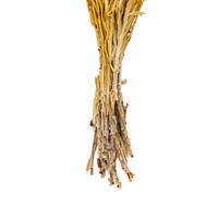 Everlasting Flower Stem