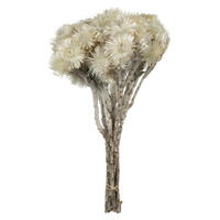 Vickerman 13-14" Natural Everlasting Flowers, Dried