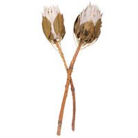 11-13" Blush King Protea Stem 2Pk