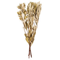 Vickerman 20-24" Natural Dried Mealy Banksia Foliage Bunch, 4.4 oz. 
