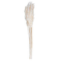 Vickerman 36"-40" Plume Reed Bundle, Preserved