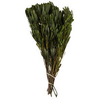 Vickerman Spring Platys Foliage Bundle, Preserved