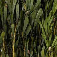 3-6" Green Platy Foliage Pieces 33LB Box