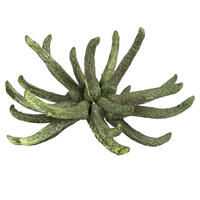 Vickerman 3-4" Spider Claws, Dried