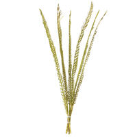 Vickerman Natural Stem, Dried