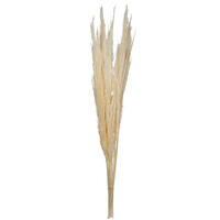 Vickerman 46" Dried Pampas Grass