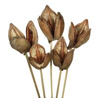 Vickerman 16" Sora Pod attached to a Wood Stem, Dried 5 Pack